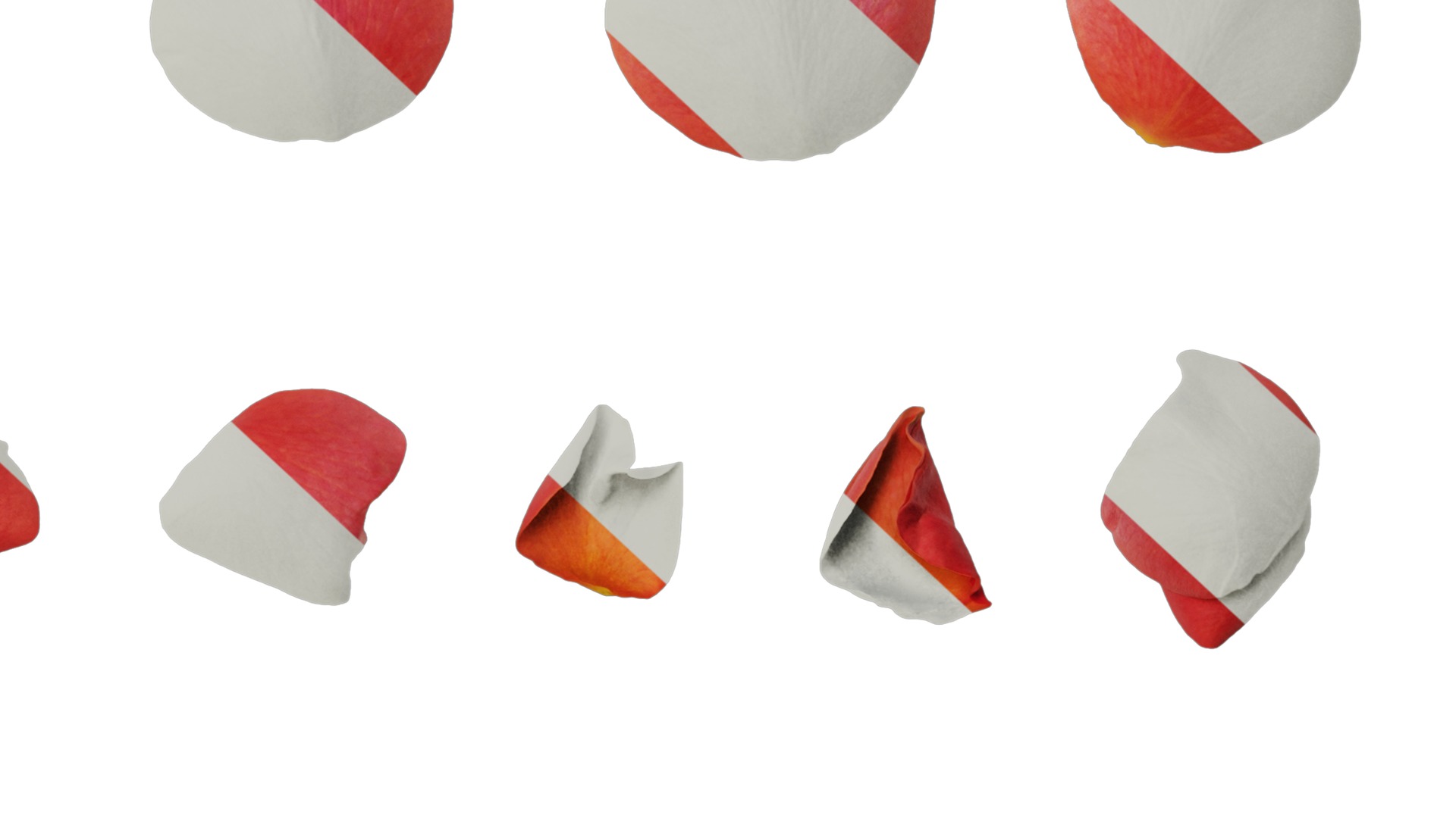 Anydrafts Rosa rugosa Flower 54 Texture_6