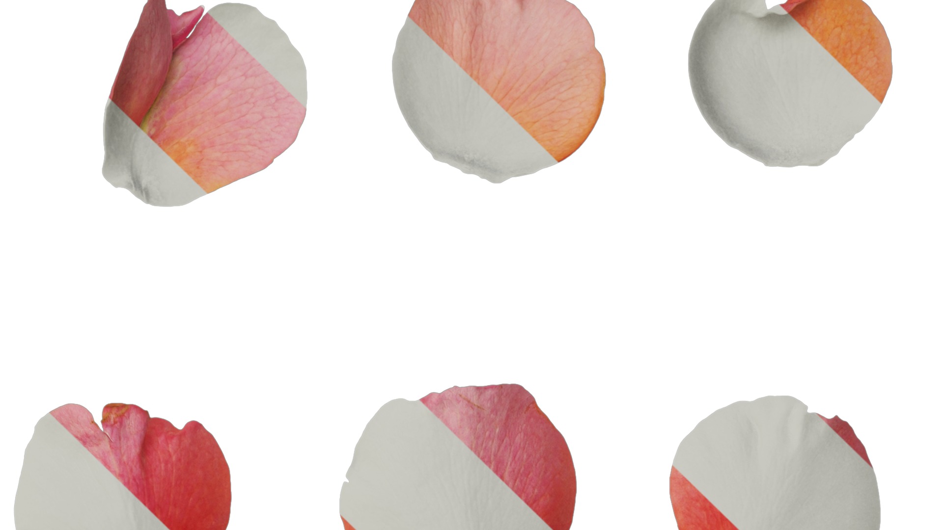 Anydrafts Rosa rugosa Flower 54 Texture_4