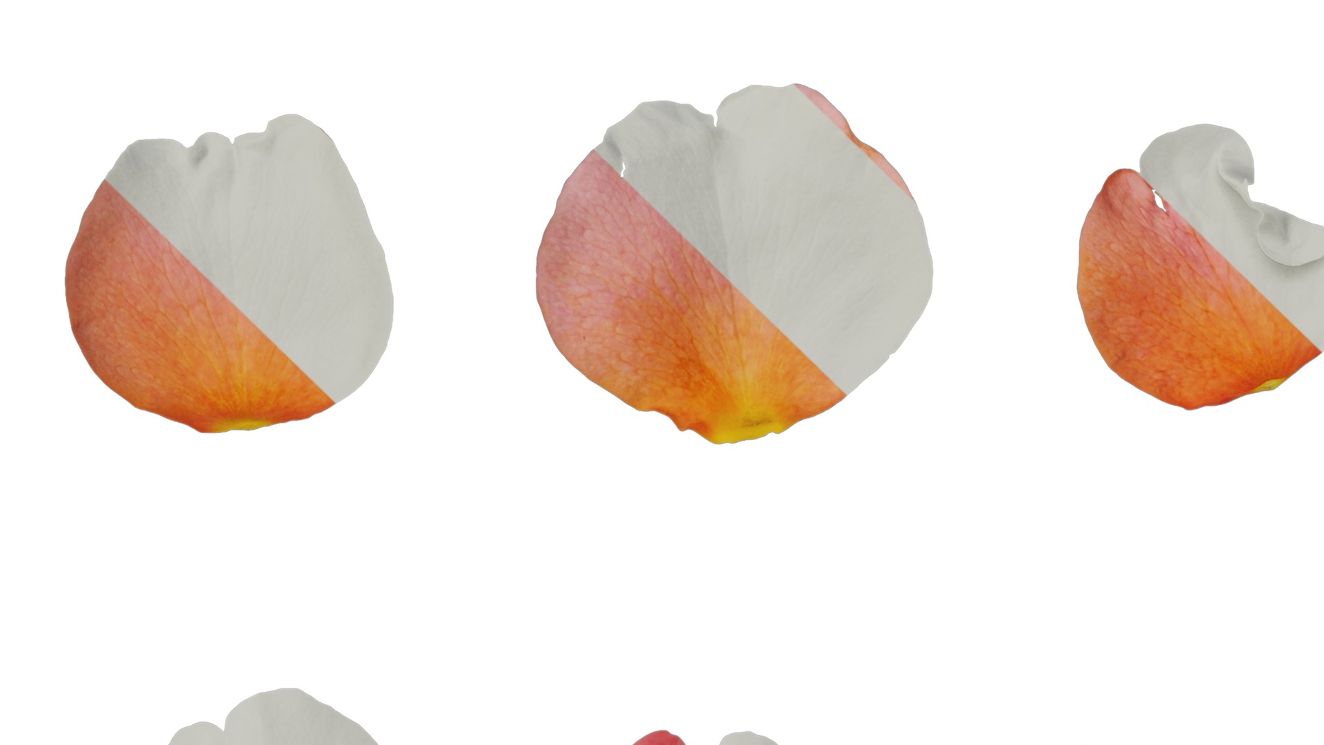 Anydrafts Rosa rugosa Flower 54 Texture_3