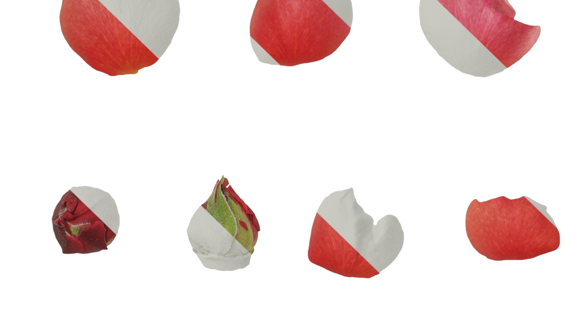 Anydrafts Rosa rugosa Flower 54 Texture_5