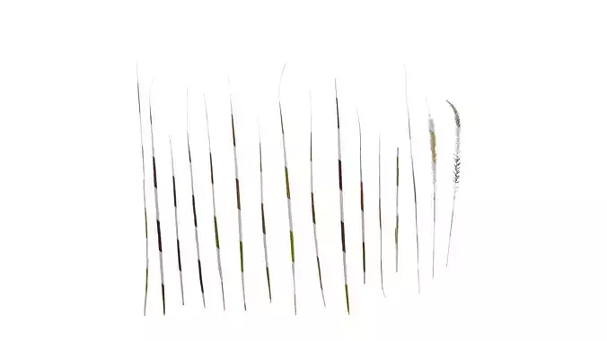 Anydrafts Pennisetum alopecuroides Atlas 02