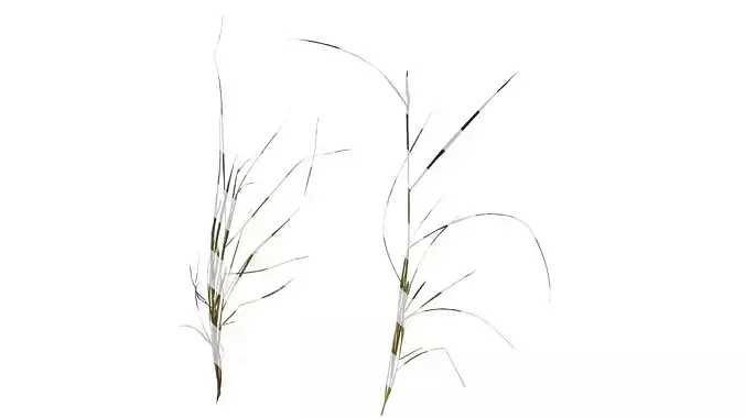 Anydrafts Pennisetum alopecuroides Atlas 06