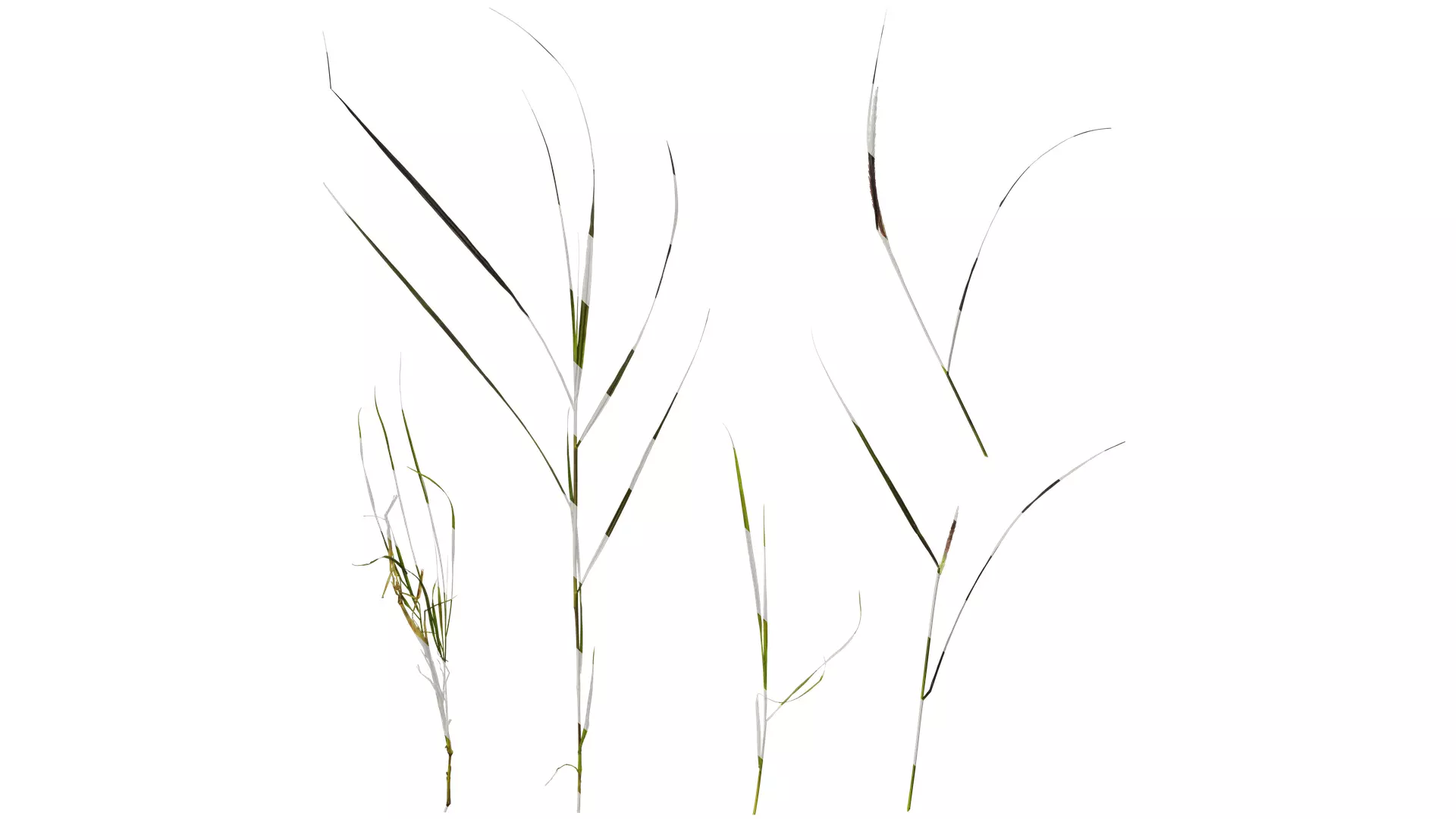 Anydrafts Pennisetum alopecuroides Atlas 08 Texture_0