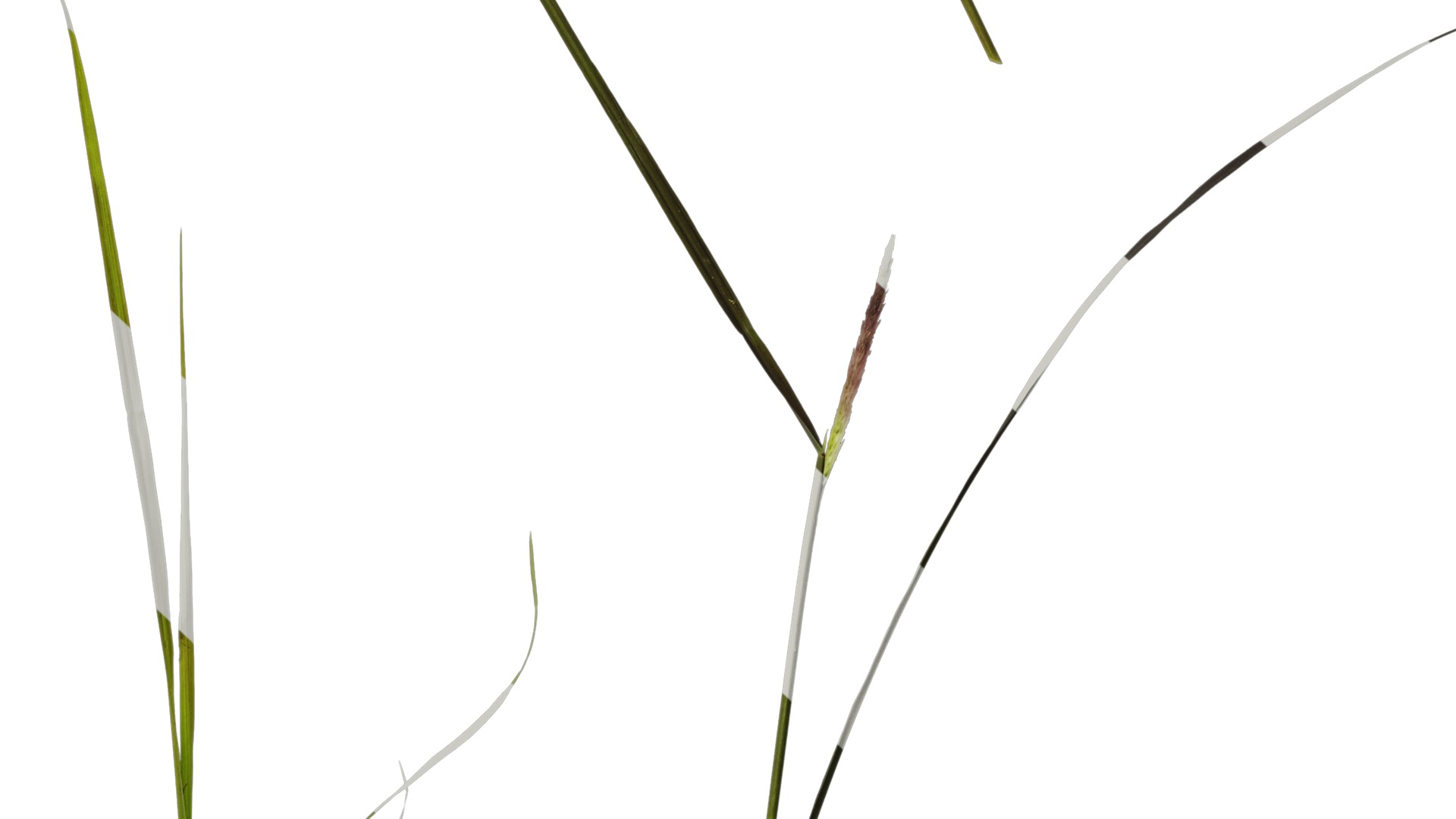 Anydrafts Pennisetum alopecuroides Atlas 08 Texture_6