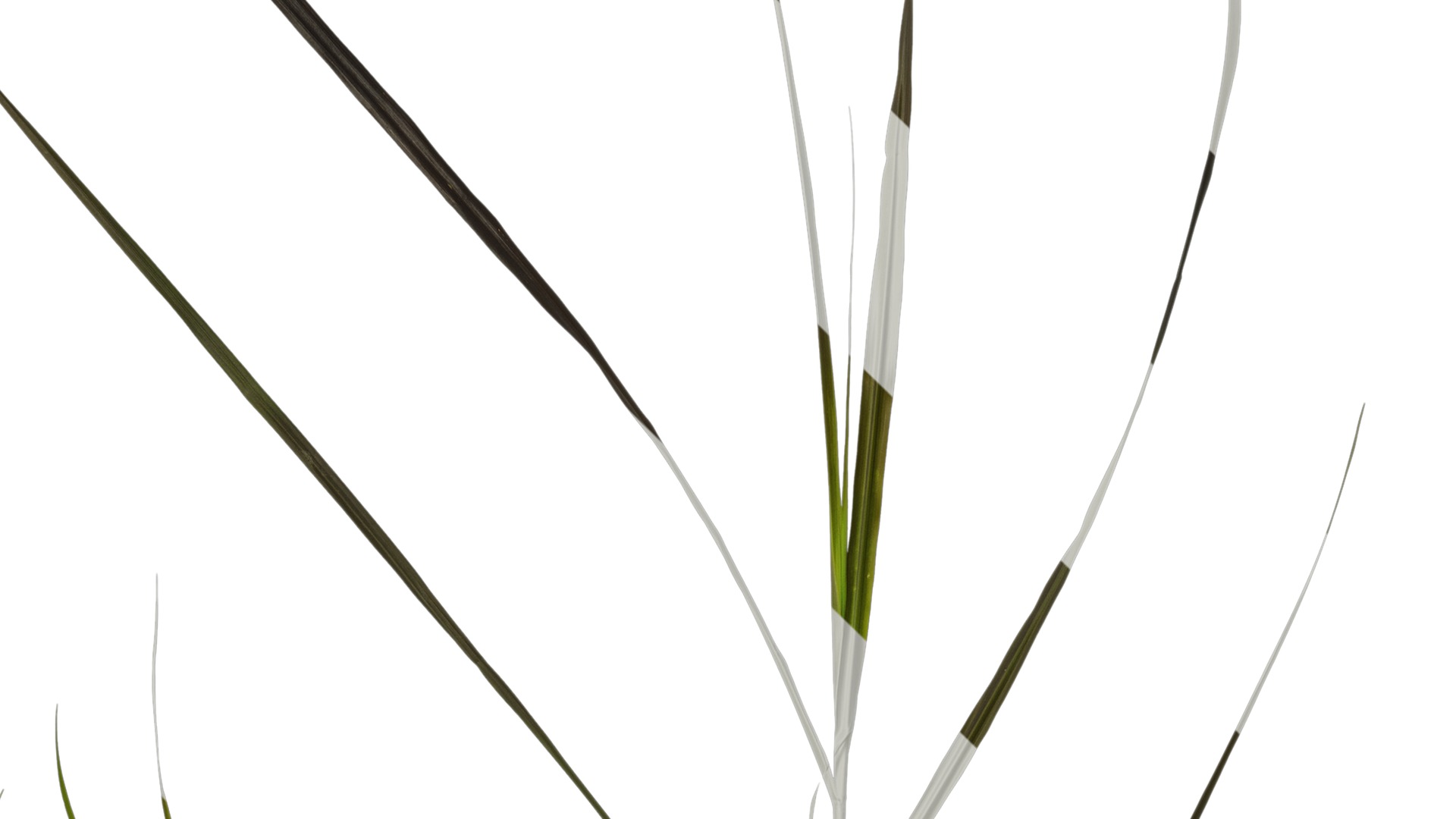 Anydrafts Pennisetum alopecuroides Atlas 08 Texture_3