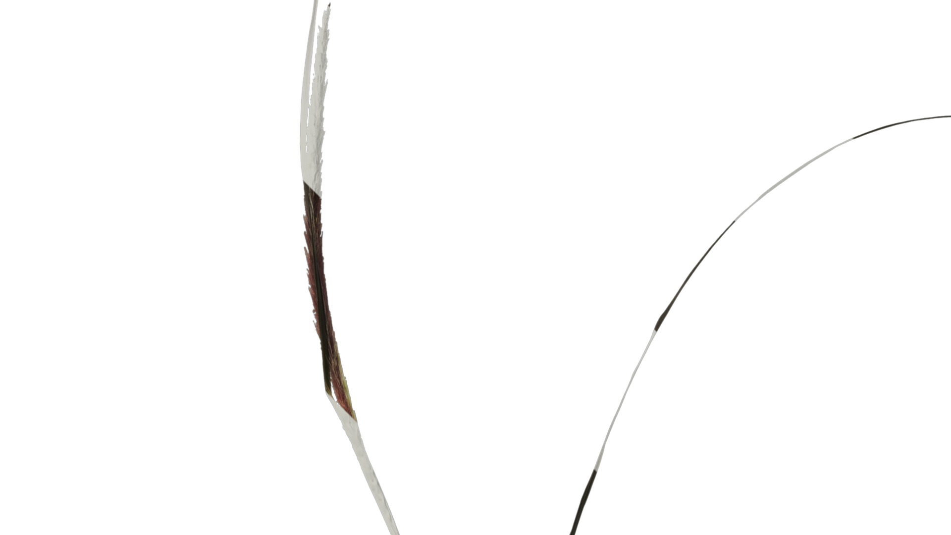 Anydrafts Pennisetum alopecuroides Atlas 08 Texture_2