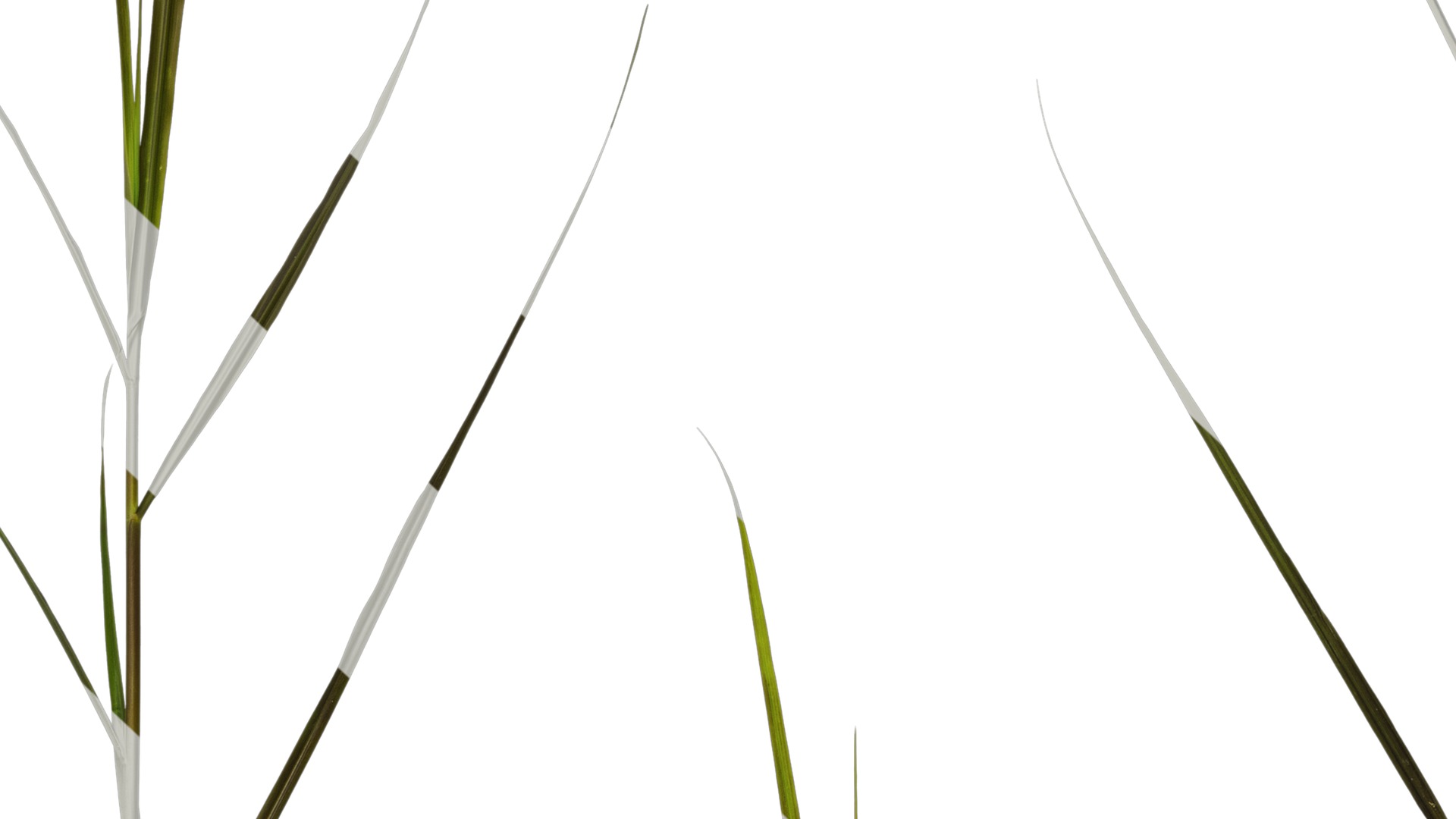 Anydrafts Pennisetum alopecuroides Atlas 08 Texture_7