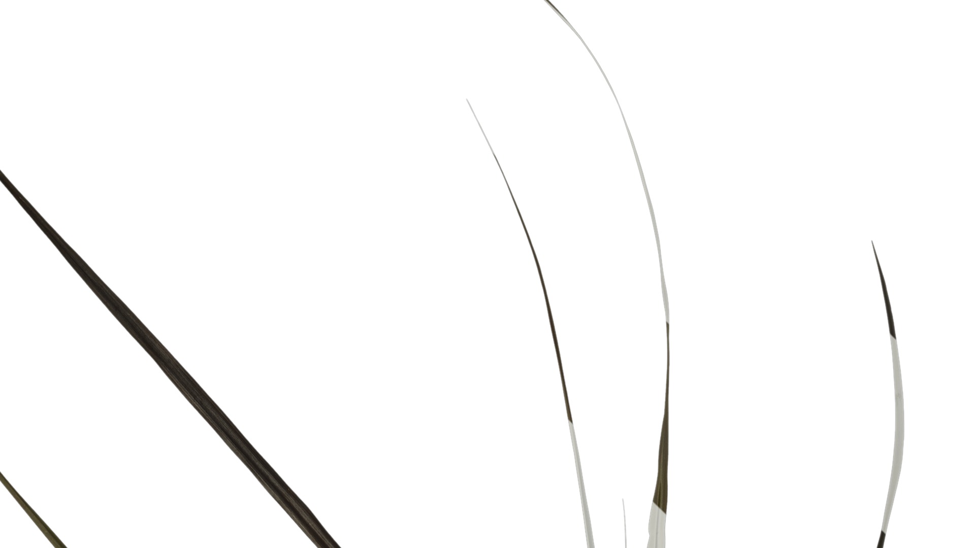 Anydrafts Pennisetum alopecuroides Atlas 08 Texture_1