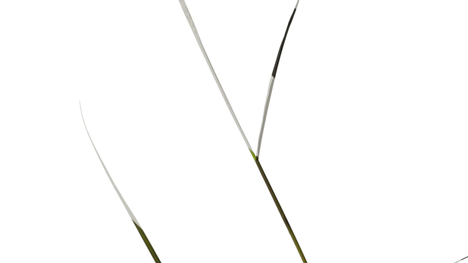 Anydrafts Pennisetum alopecuroides Atlas 08 Texture_4