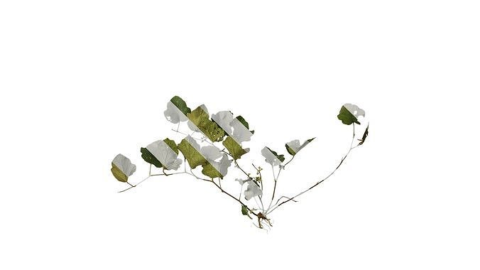 Anydrafts Rubus buergeri Atlas 01 Texture
