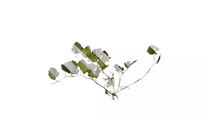 Anydrafts Rubus buergeri Atlas 01