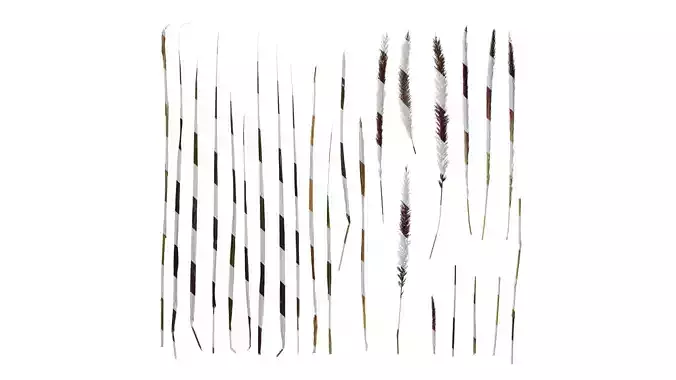 Anydrafts Pennisetum alopecuroides Atlas 09