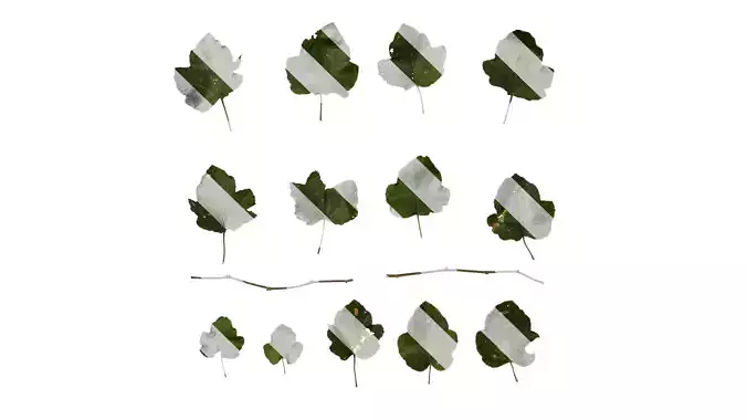 Anydrafts Rubus buergeri Leaf 01