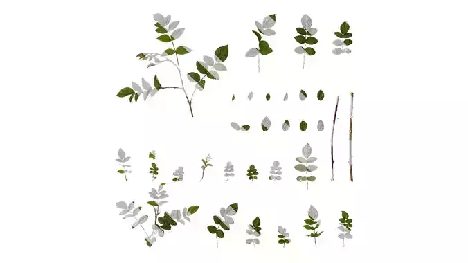 Anydrafts Rubus corchorifolius Atlas 03