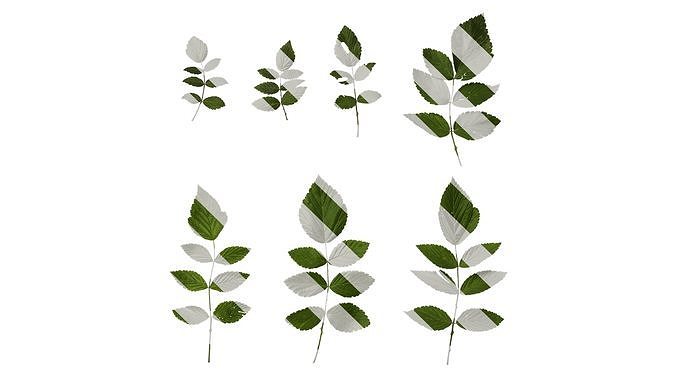 Anydrafts Rubus rosifolius Atlas 01 Texture
