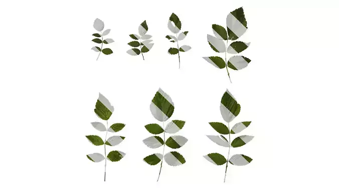 Anydrafts Rubus rosifolius Atlas 01