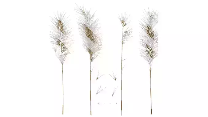 Anydrafts Pennisetum alopecuroides Flower 04