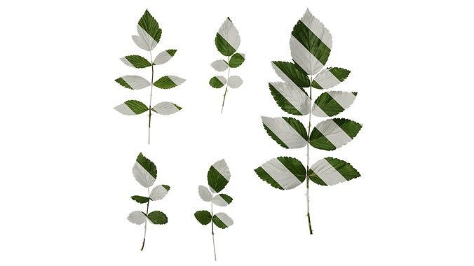 Anydrafts Rubus rosifolius Atlas 02 Texture