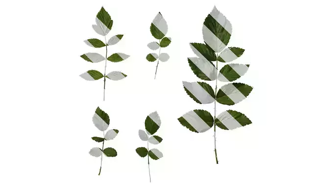 Anydrafts Rubus rosifolius Atlas 02