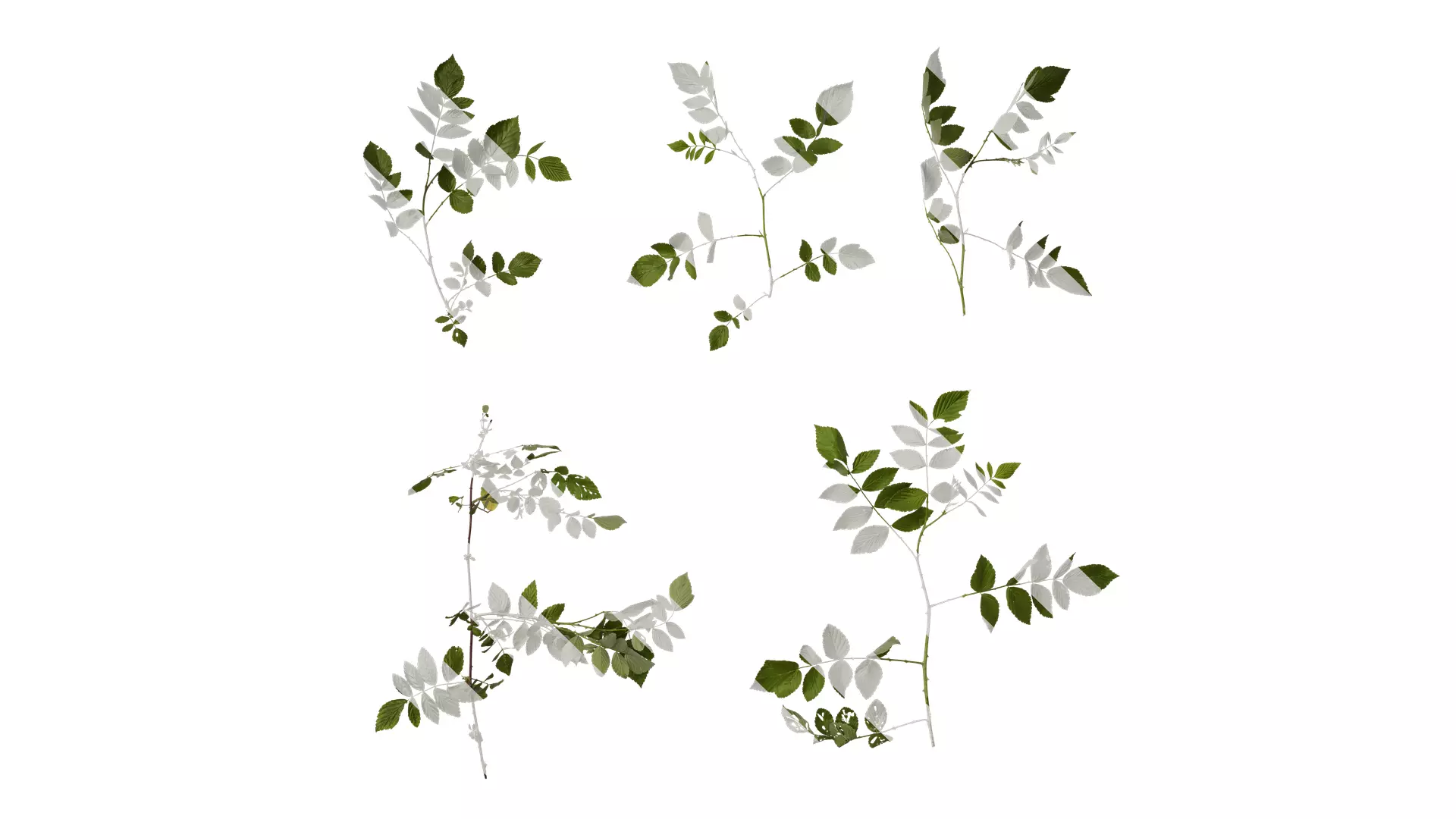 Anydrafts Rubus rosifolius Atlas 03 Texture_0