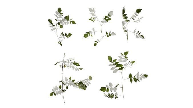 Anydrafts Rubus rosifolius Atlas 03 Texture