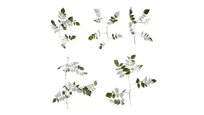 Anydrafts Rubus rosifolius Atlas 03