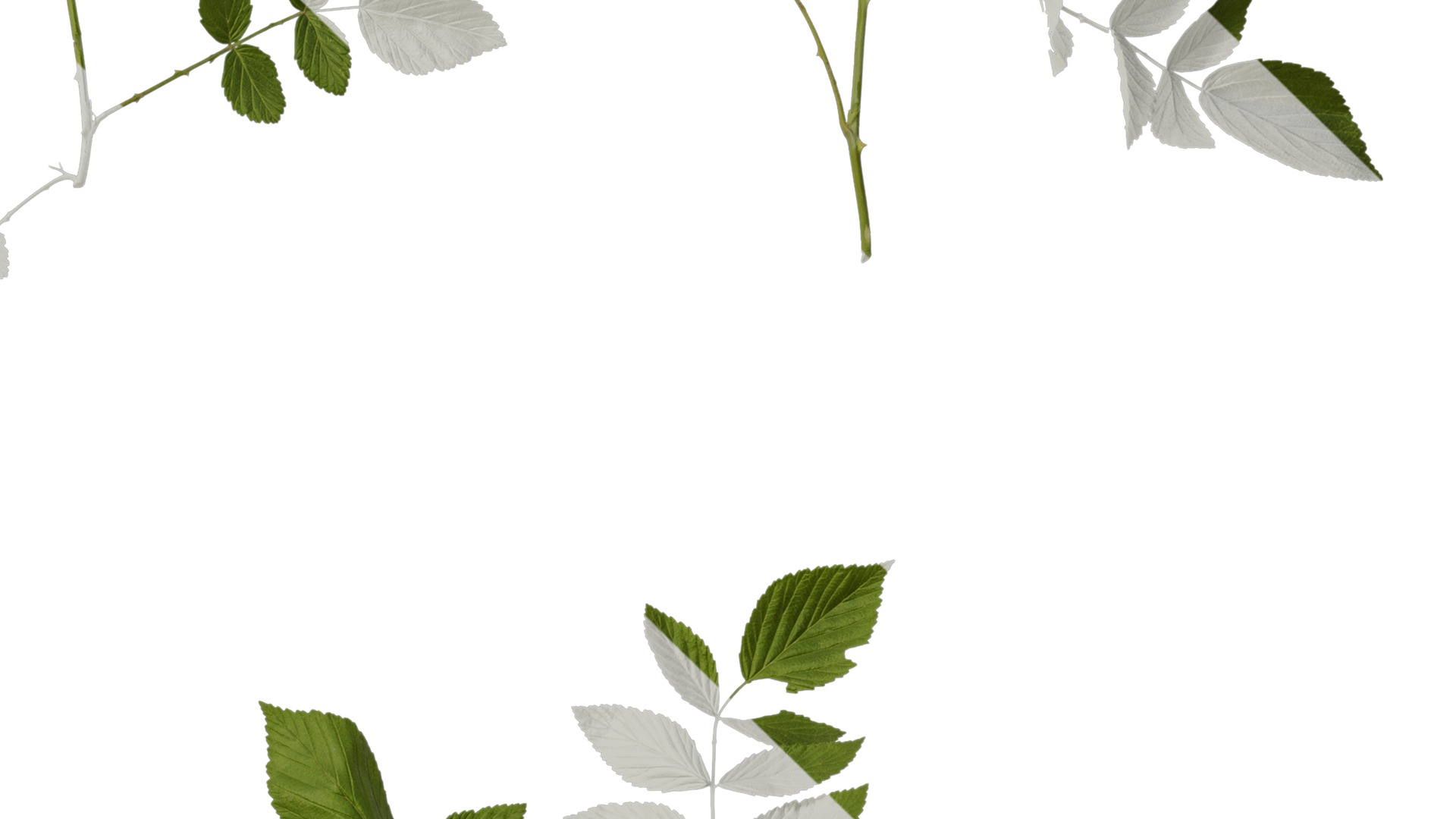 Anydrafts Rubus rosifolius Atlas 03 Texture_4