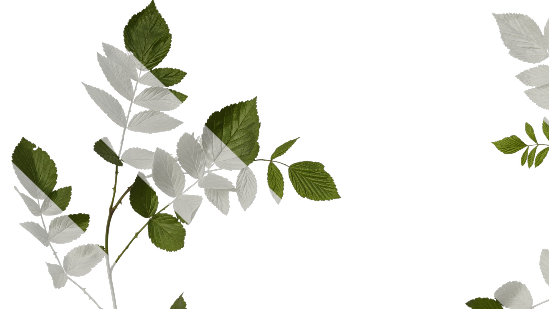 Anydrafts Rubus rosifolius Atlas 03 Texture_1