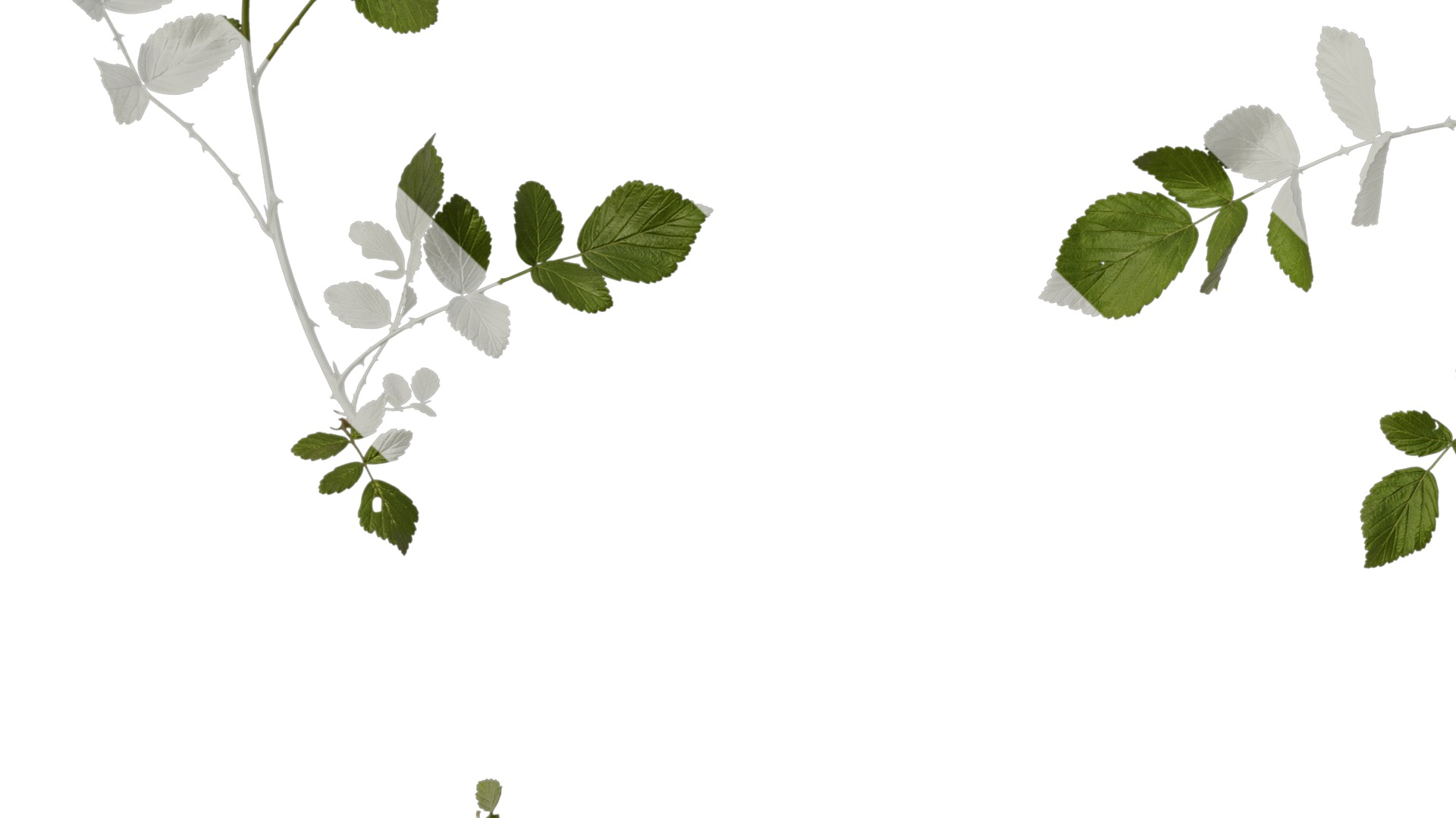 Anydrafts Rubus rosifolius Atlas 03 Texture_3