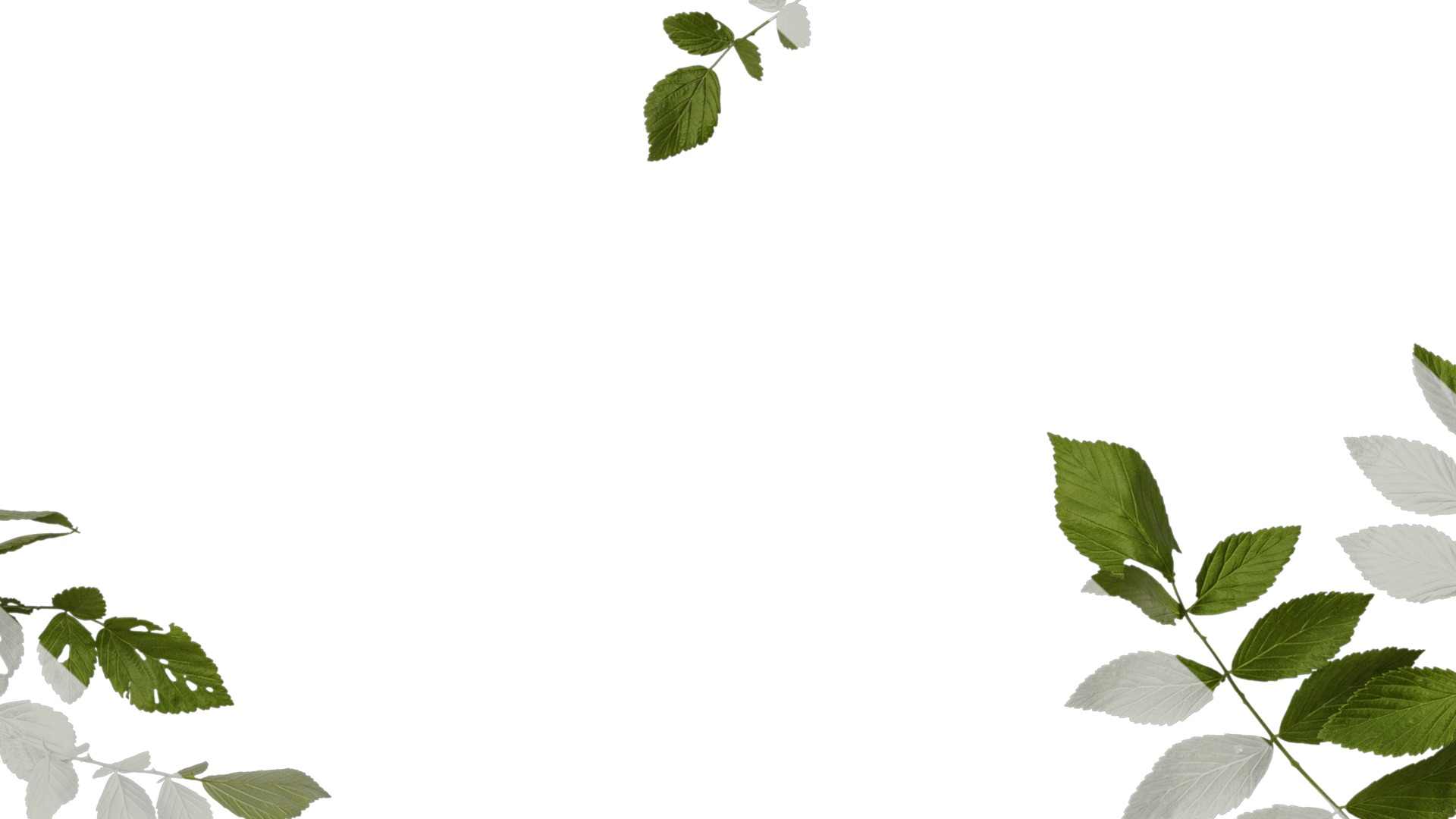 Anydrafts Rubus rosifolius Atlas 03 Texture_7