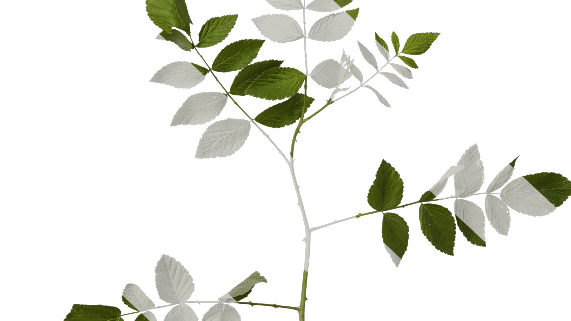 Anydrafts Rubus rosifolius Atlas 03 Texture_6