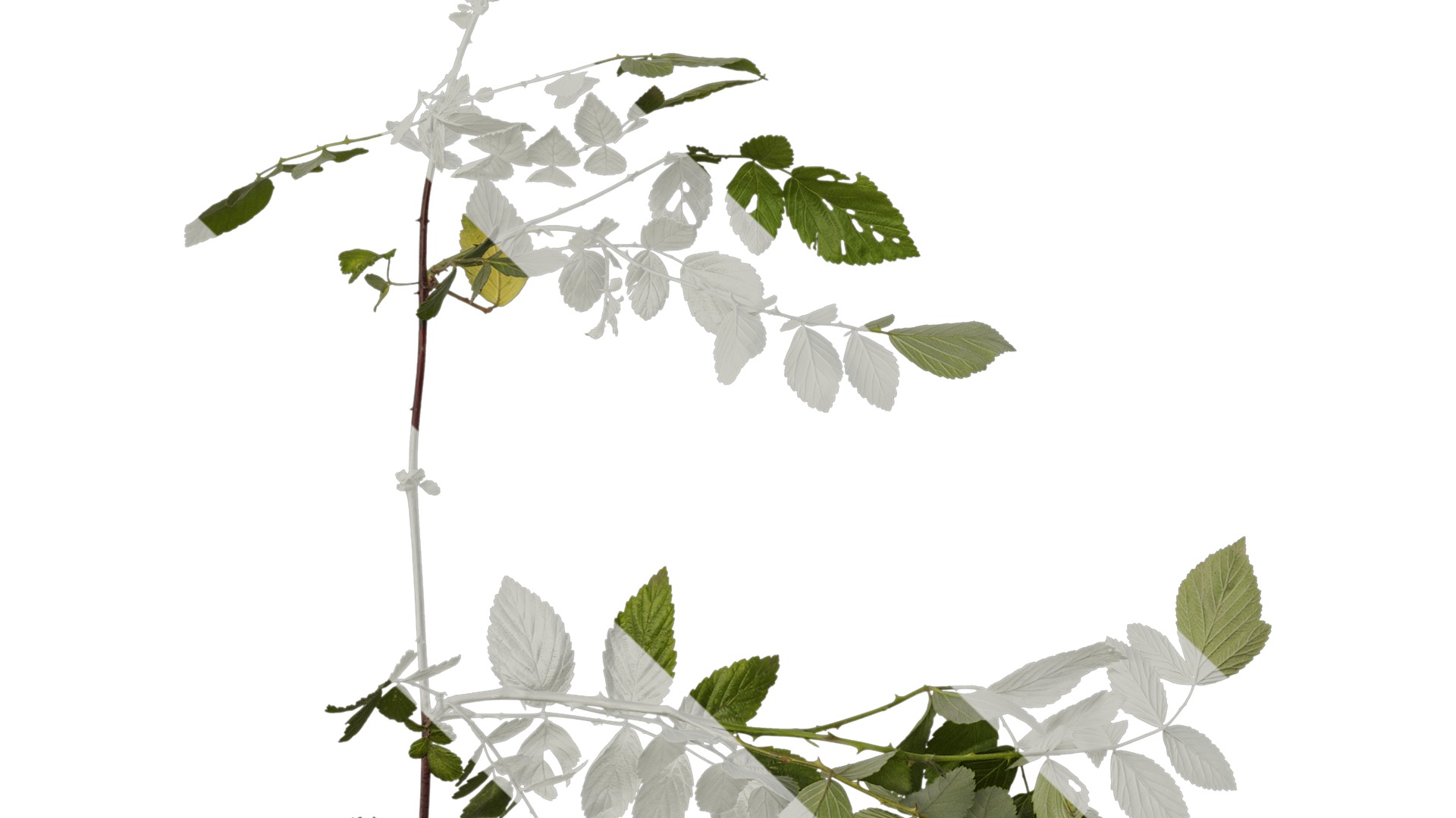 Anydrafts Rubus rosifolius Atlas 03 Texture_5