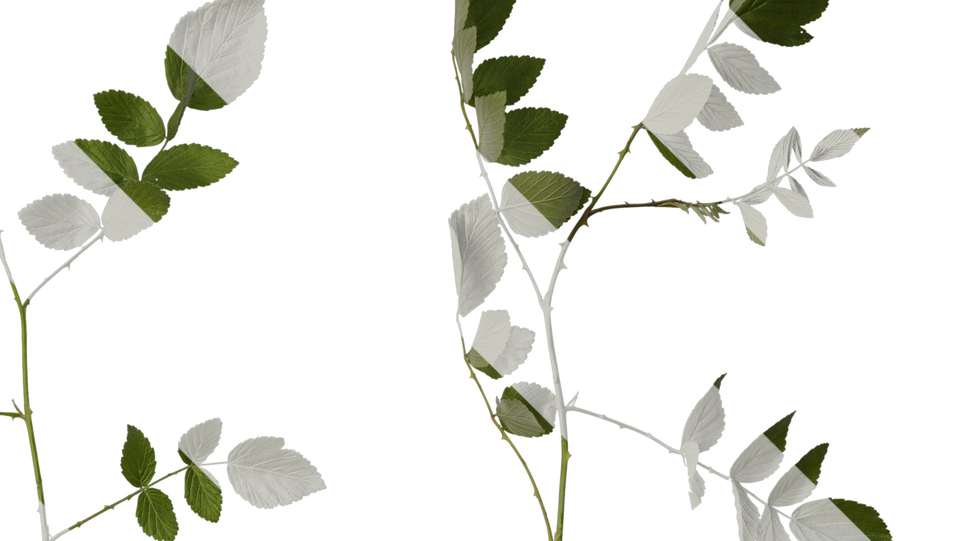 Anydrafts Rubus rosifolius Atlas 03 Texture_2