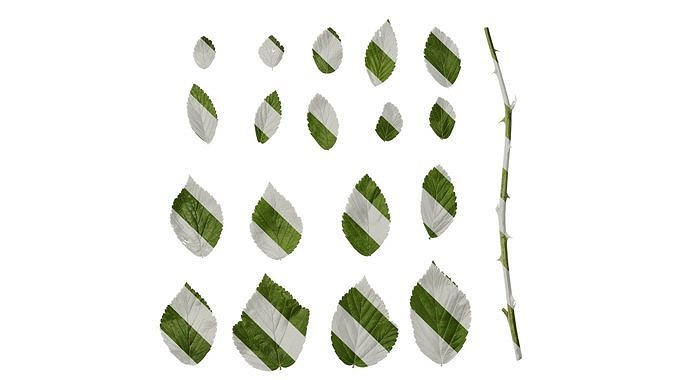 Anydrafts Rubus rosifolius Leaf 02 Texture