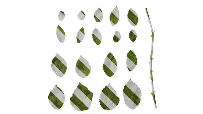 Anydrafts Rubus rosifolius Leaf 02