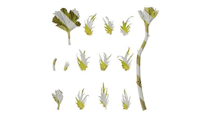 Anydrafts Rubus setchuenensis Leaf 02 Texture