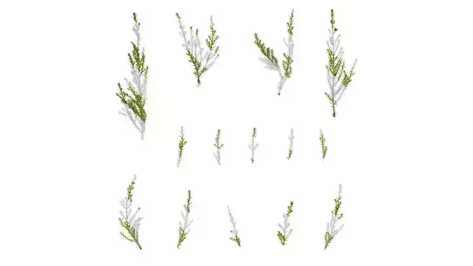 Anydrafts Sabina pingii Atlas 02