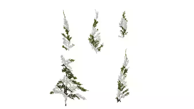 Anydrafts Sabina procumbens Atlas 07 Texture