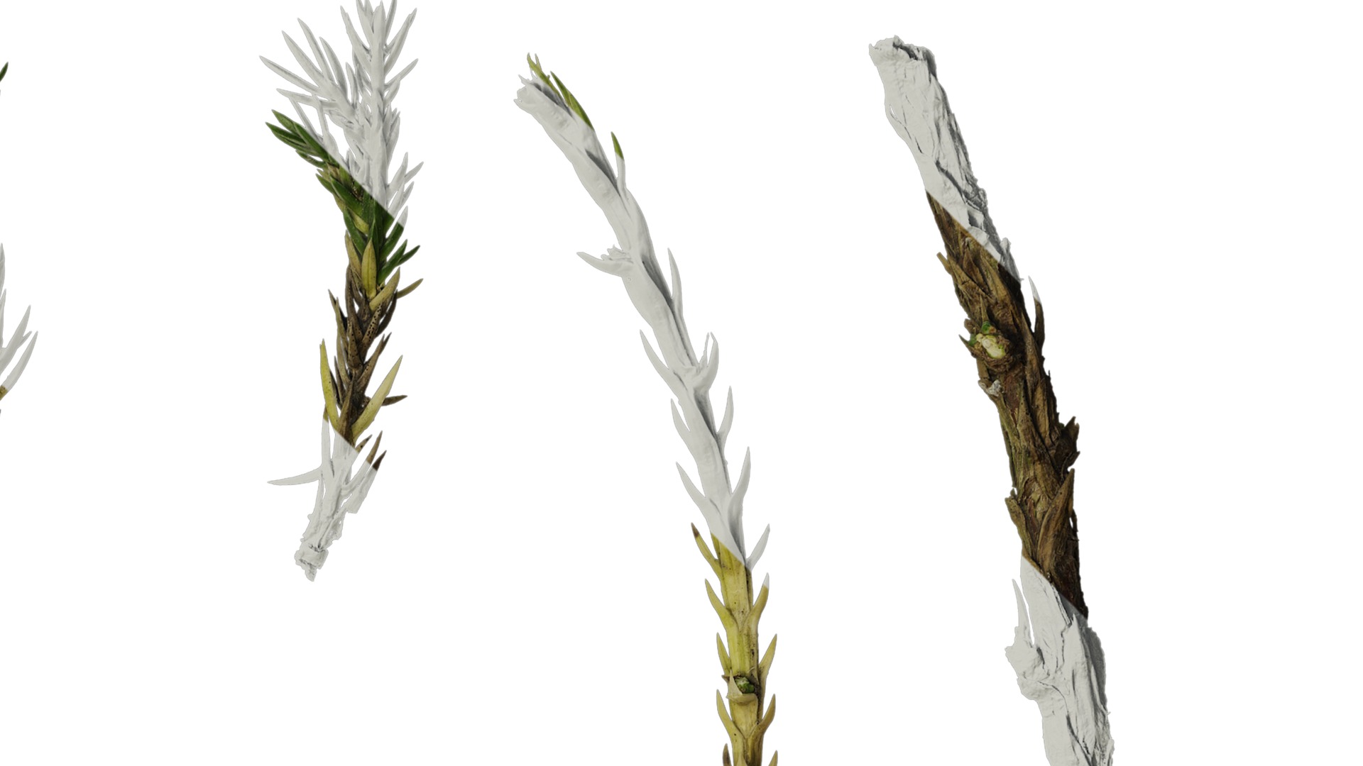 Anydrafts Sabina procumbens Atlas 10 Texture_2