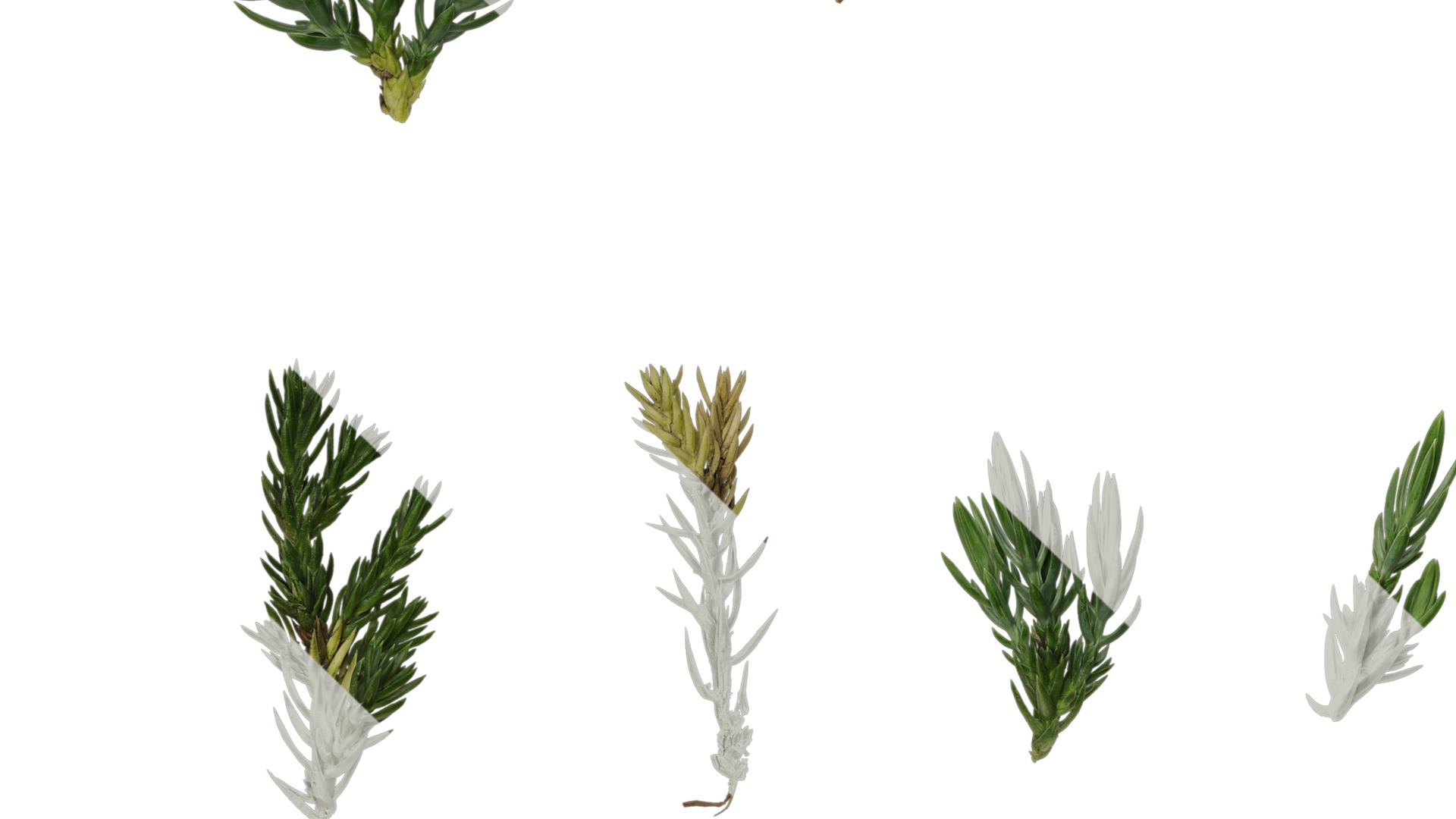 Anydrafts Sabina procumbens Atlas 10 Texture_3