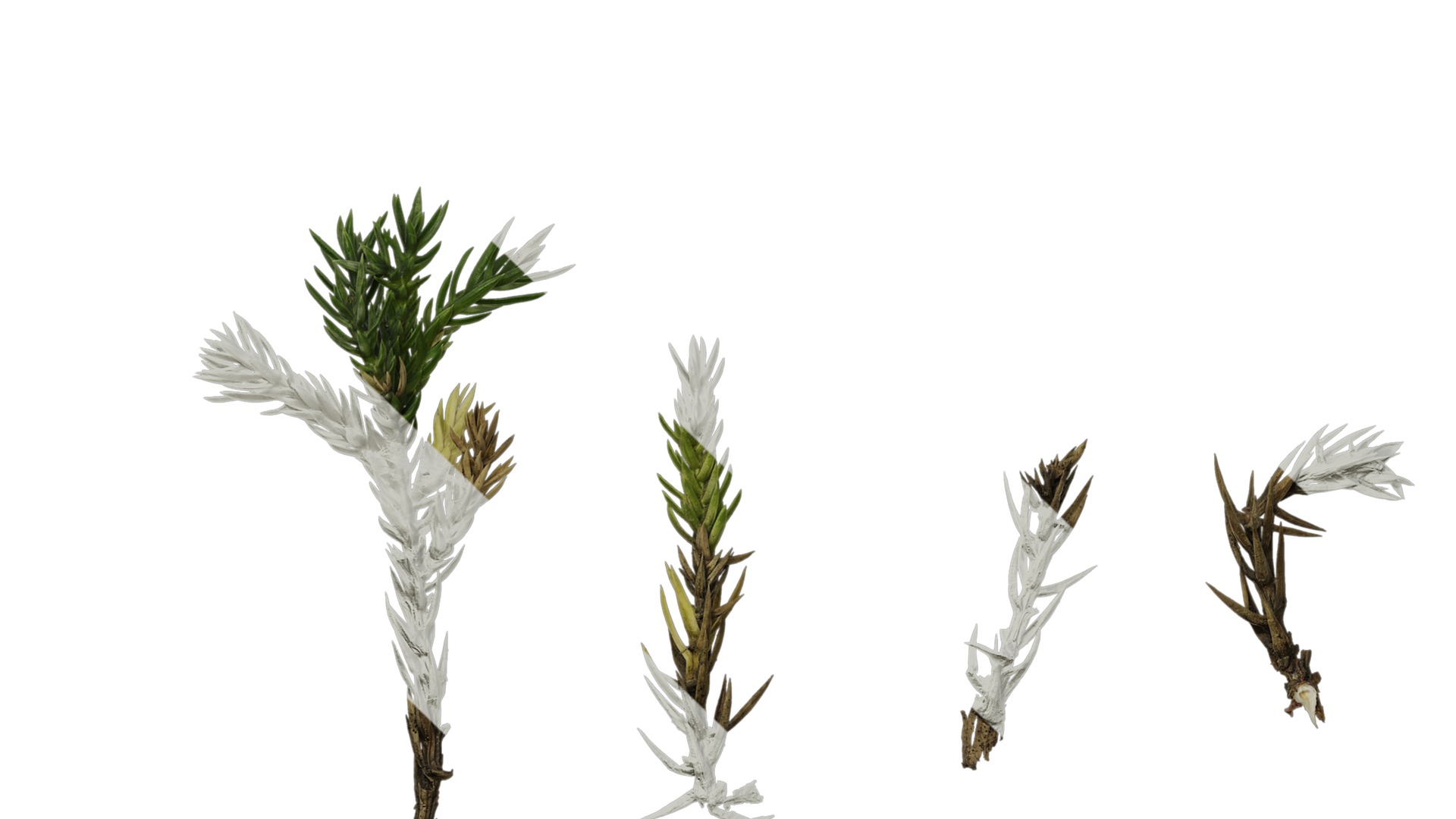 Anydrafts Sabina procumbens Atlas 10 Texture_5