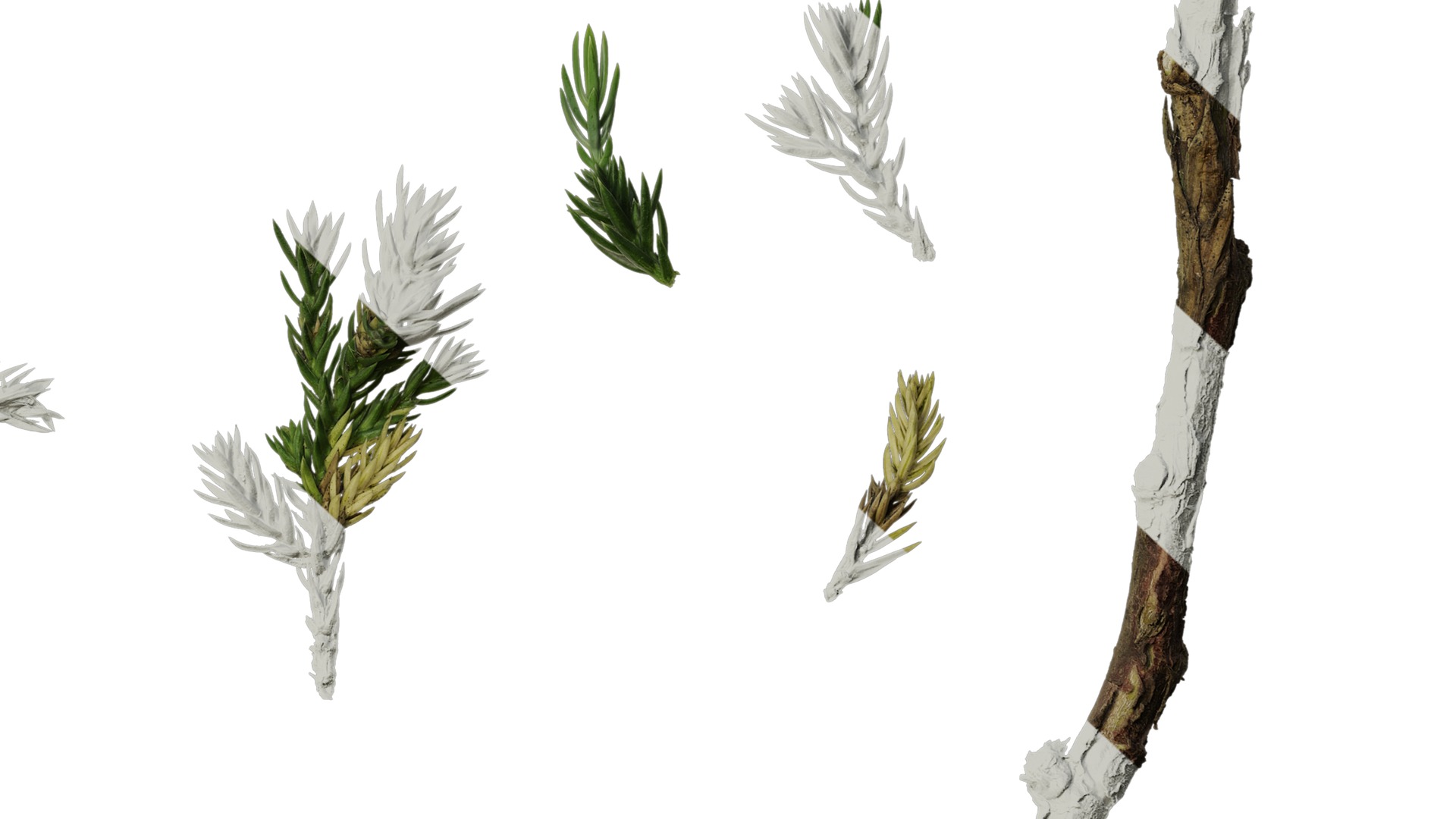 Anydrafts Sabina procumbens Atlas 10 Texture_6