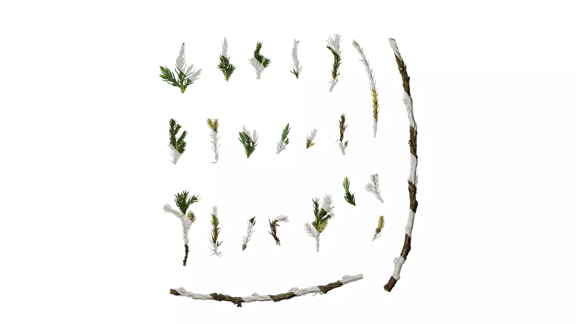 Anydrafts Sabina procumbens Atlas 10 Texture_0