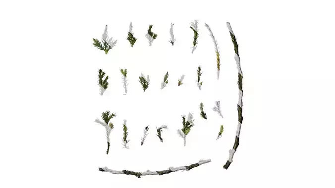 Anydrafts Sabina procumbens Atlas 10 Texture