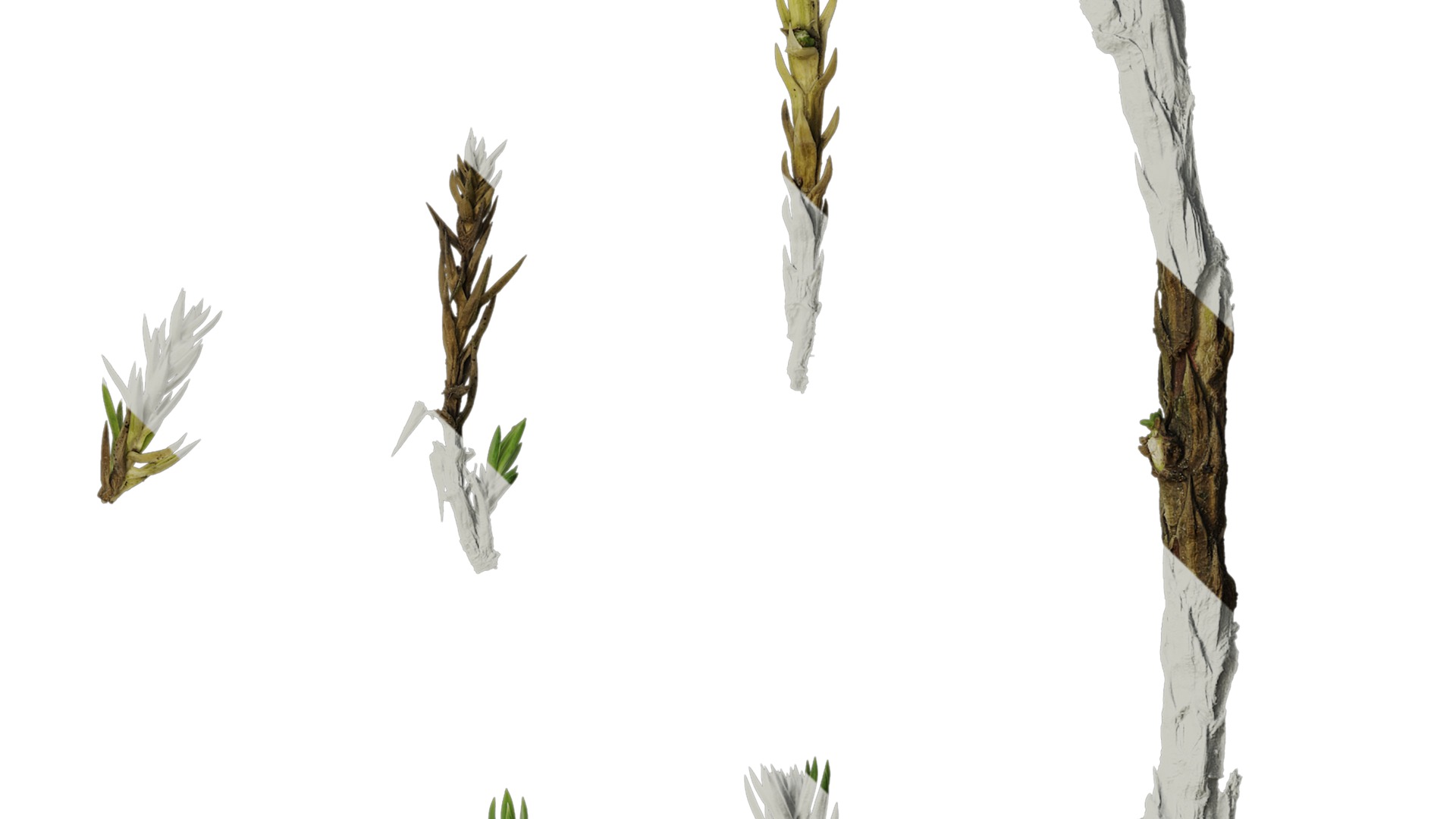 Anydrafts Sabina procumbens Atlas 10 Texture_4