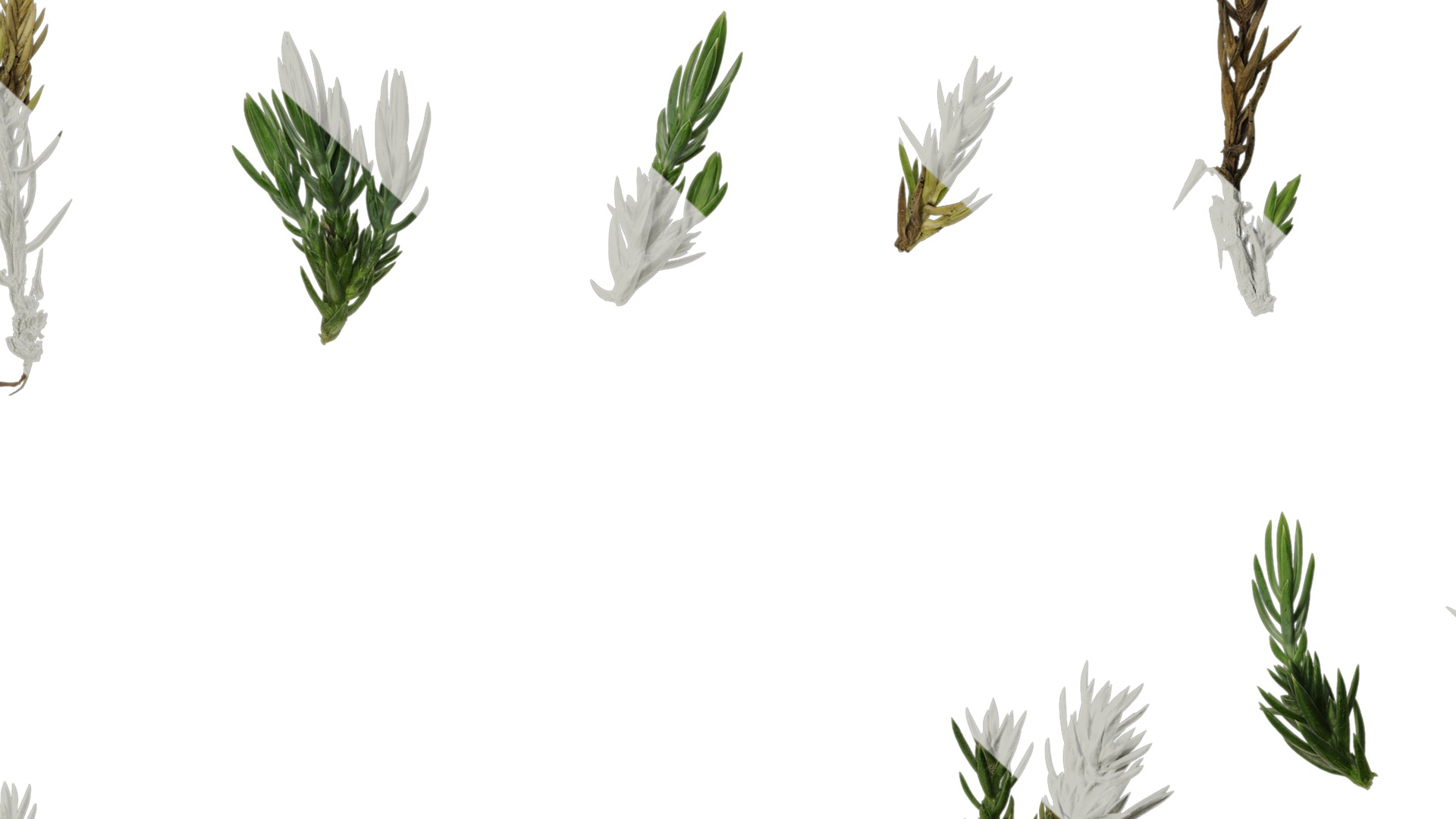 Anydrafts Sabina procumbens Atlas 10 Texture_7