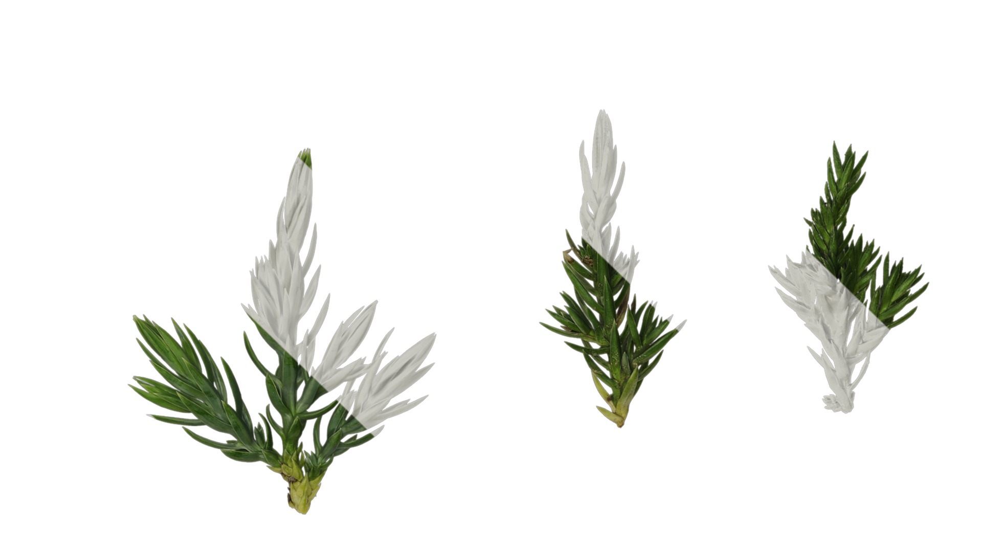 Anydrafts Sabina procumbens Atlas 10 Texture_1