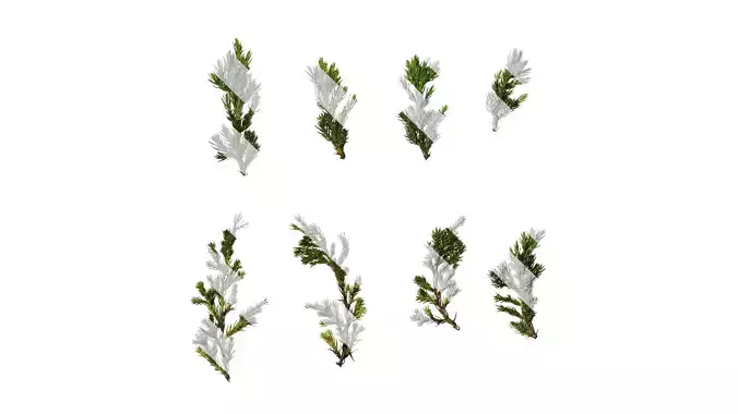 Anydrafts Sabina procumbens Atlas 12