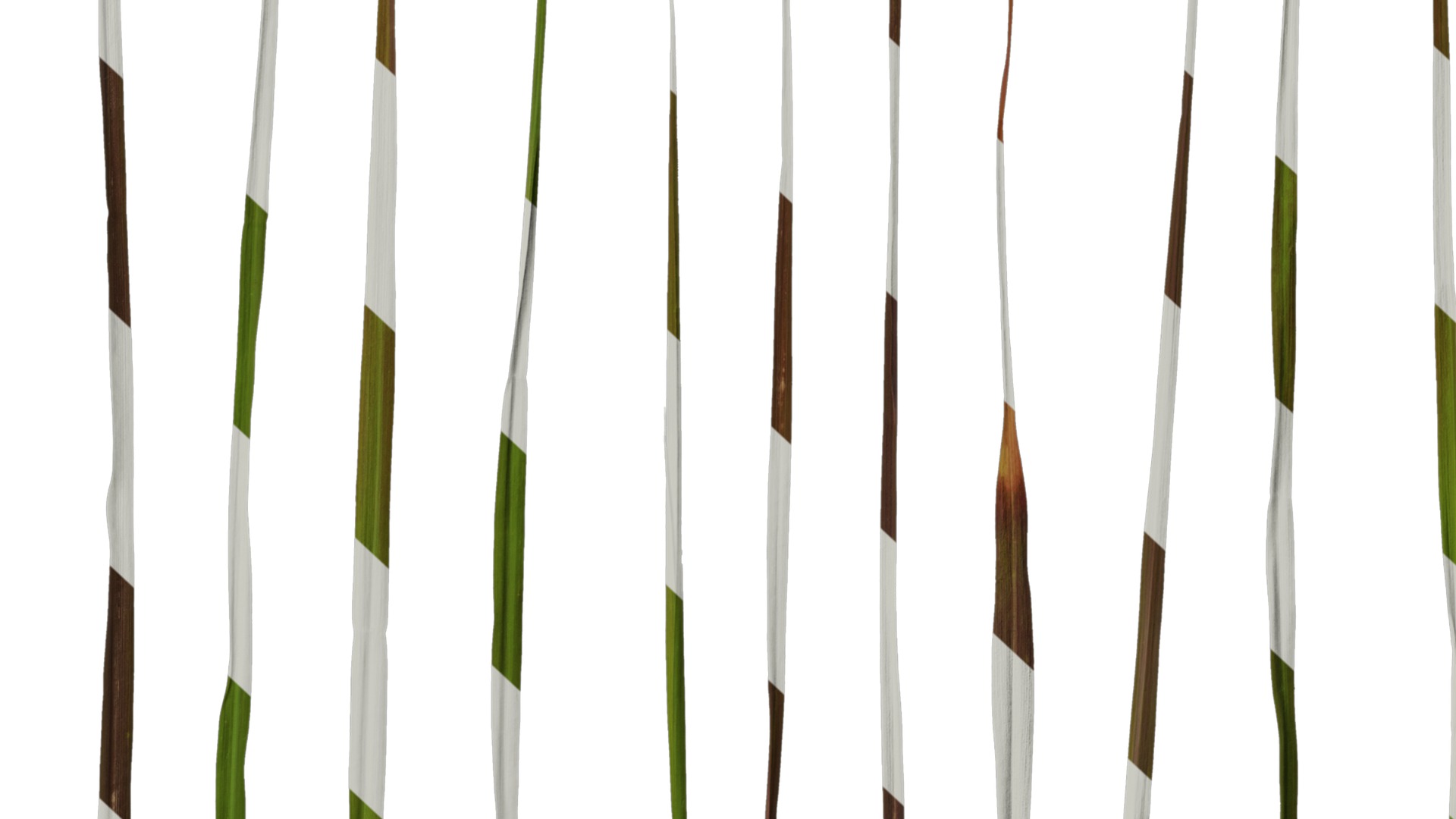 Anydrafts Pennisetum setaceum rubrum Leaf 01 Texture_6