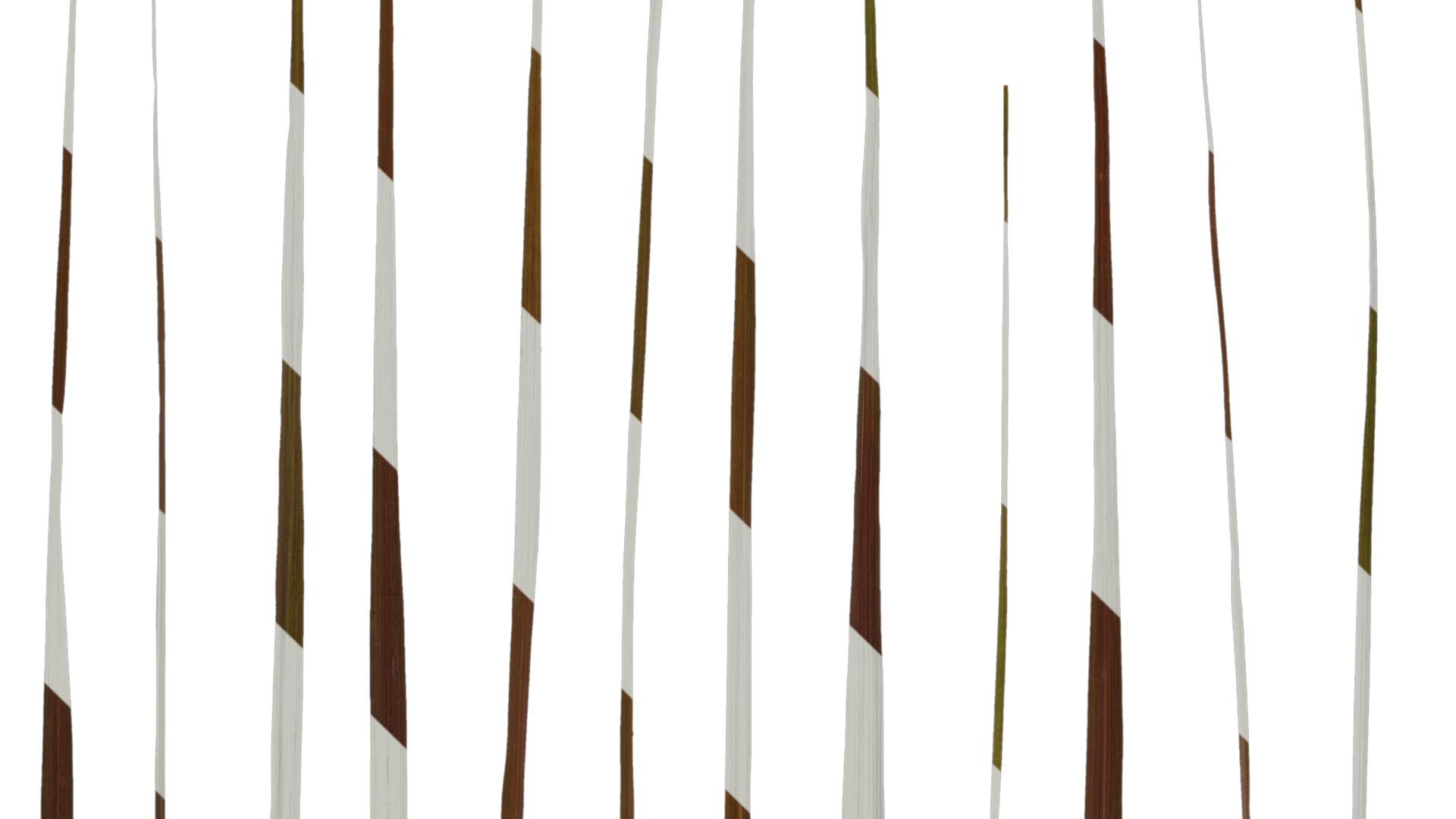 Anydrafts Pennisetum setaceum rubrum Leaf 01 Texture_3